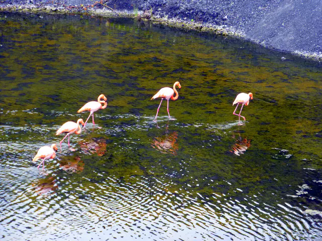 Flamingos.