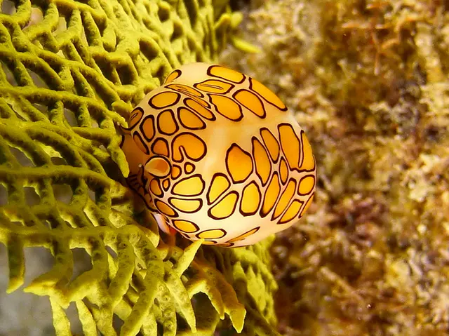 Underwater photograph by Joel Bergsma