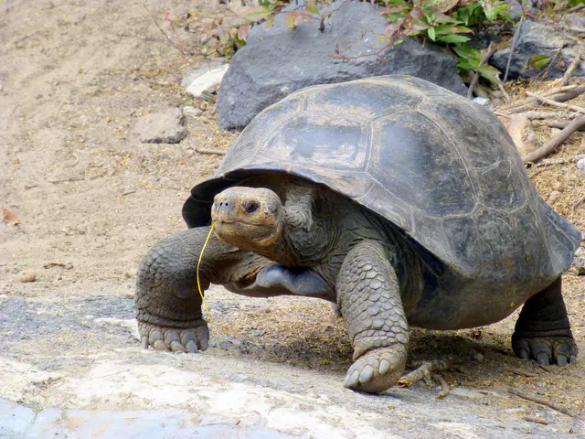 Giant Tortoise