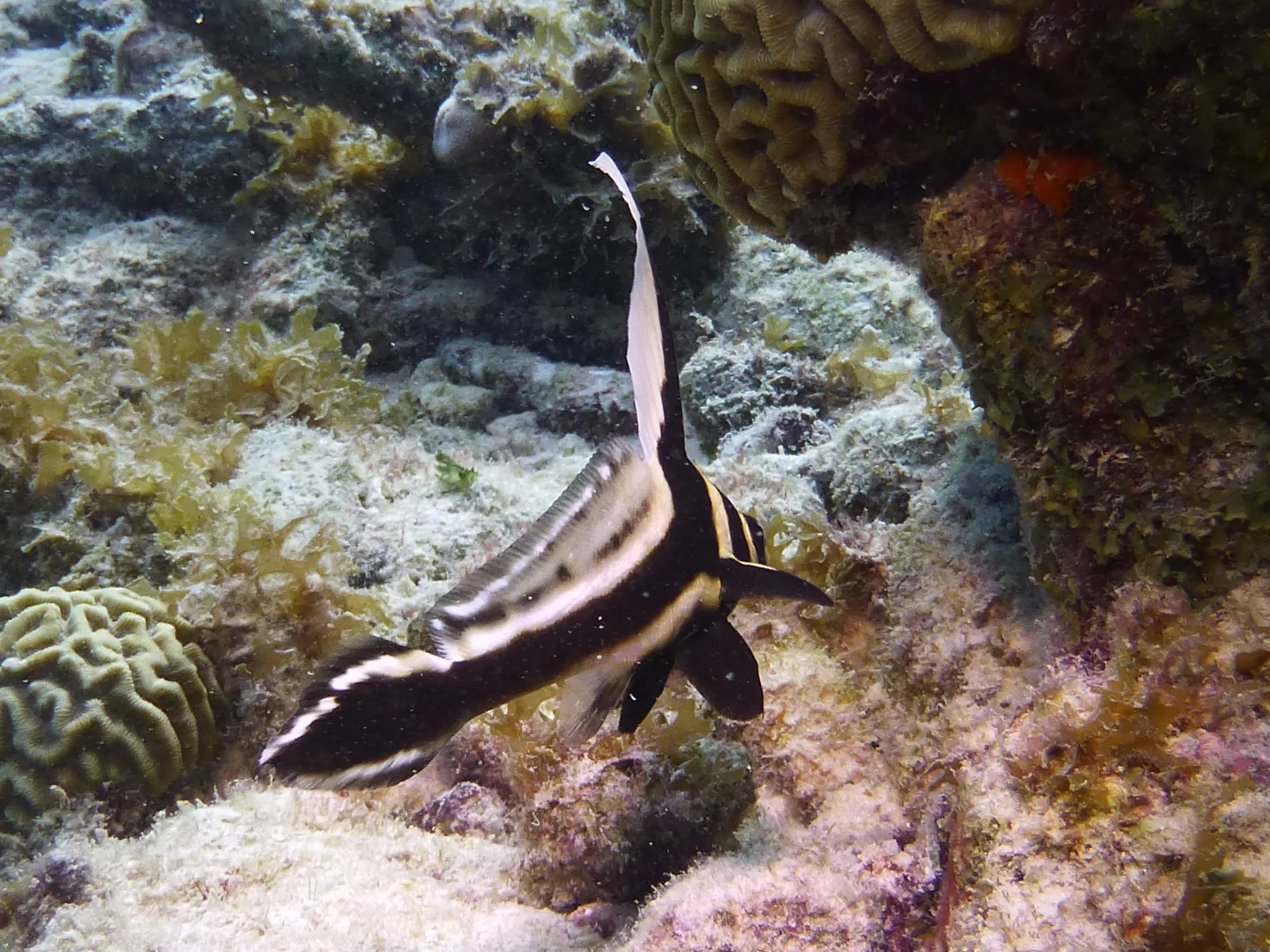 Spotted Drum Fish, Bonaire, 2013