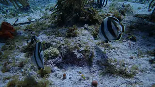 Underwater photograph by Joel Bergsma
