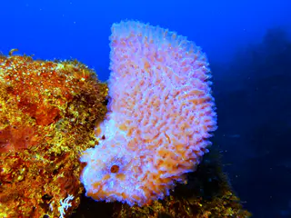 Underwater photograph by Joel Bergsma