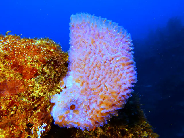 Underwater photograph by Joel Bergsma