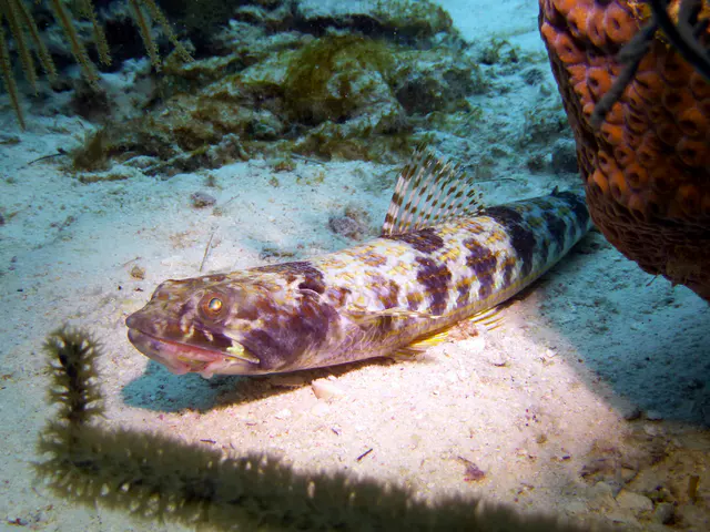 Underwater photograph by Joel Bergsma