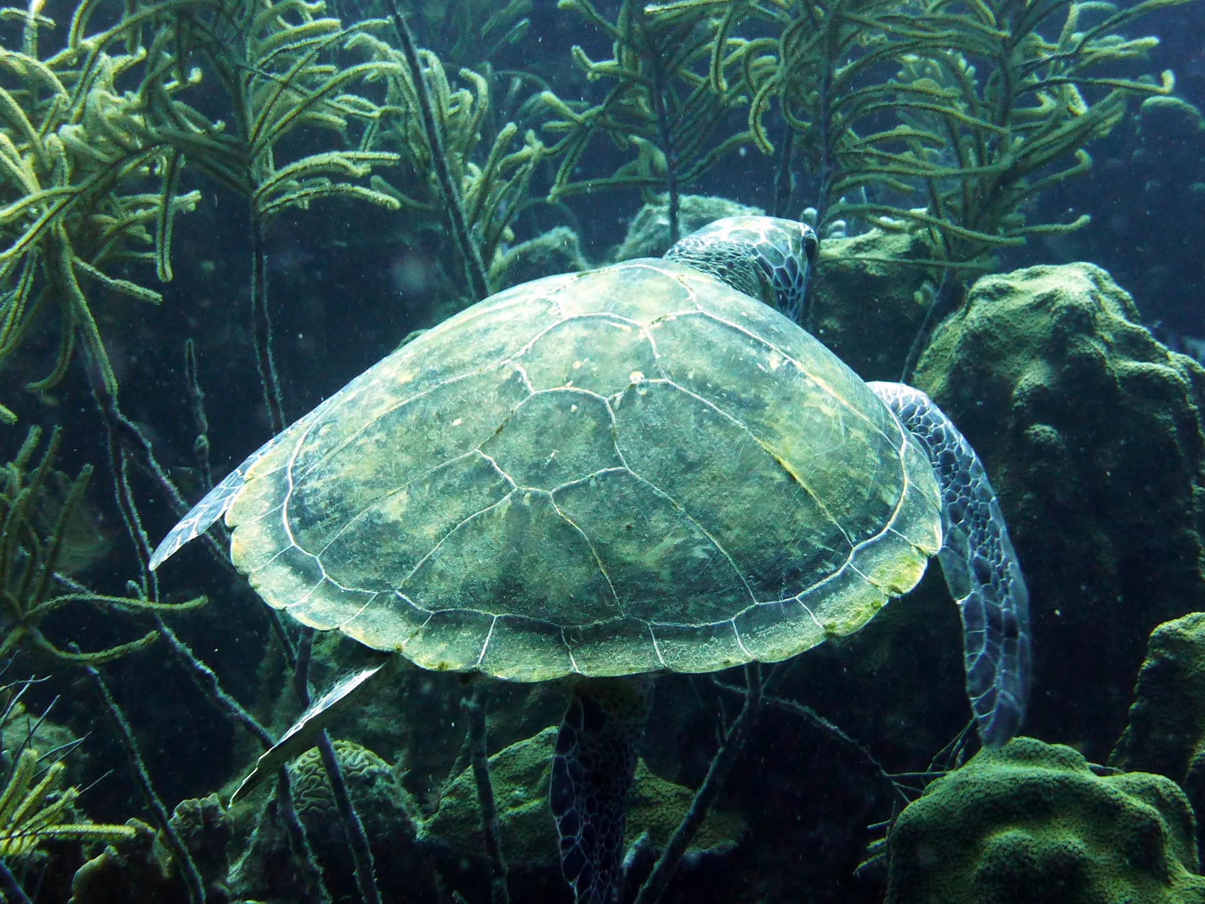 Green Sea Turtle, Bonaire, 2013