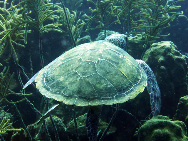 Underwater photograph by Joel Bergsma