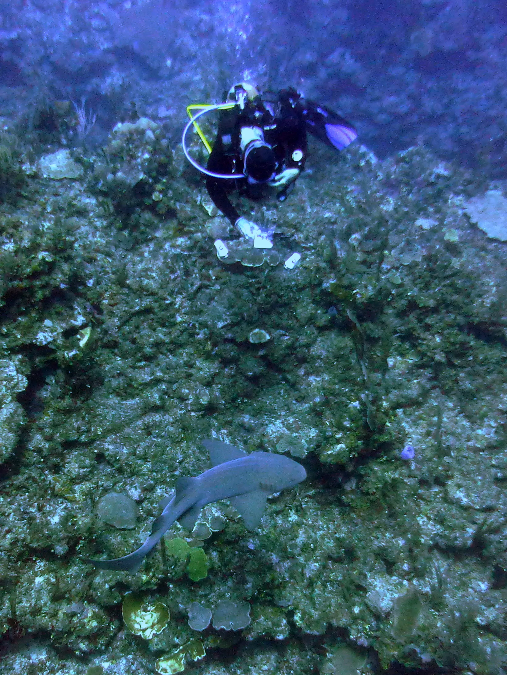 Nurse Shark, Belize, 2017