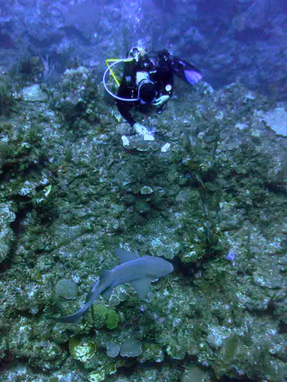 Underwater photograph by Joel Bergsma