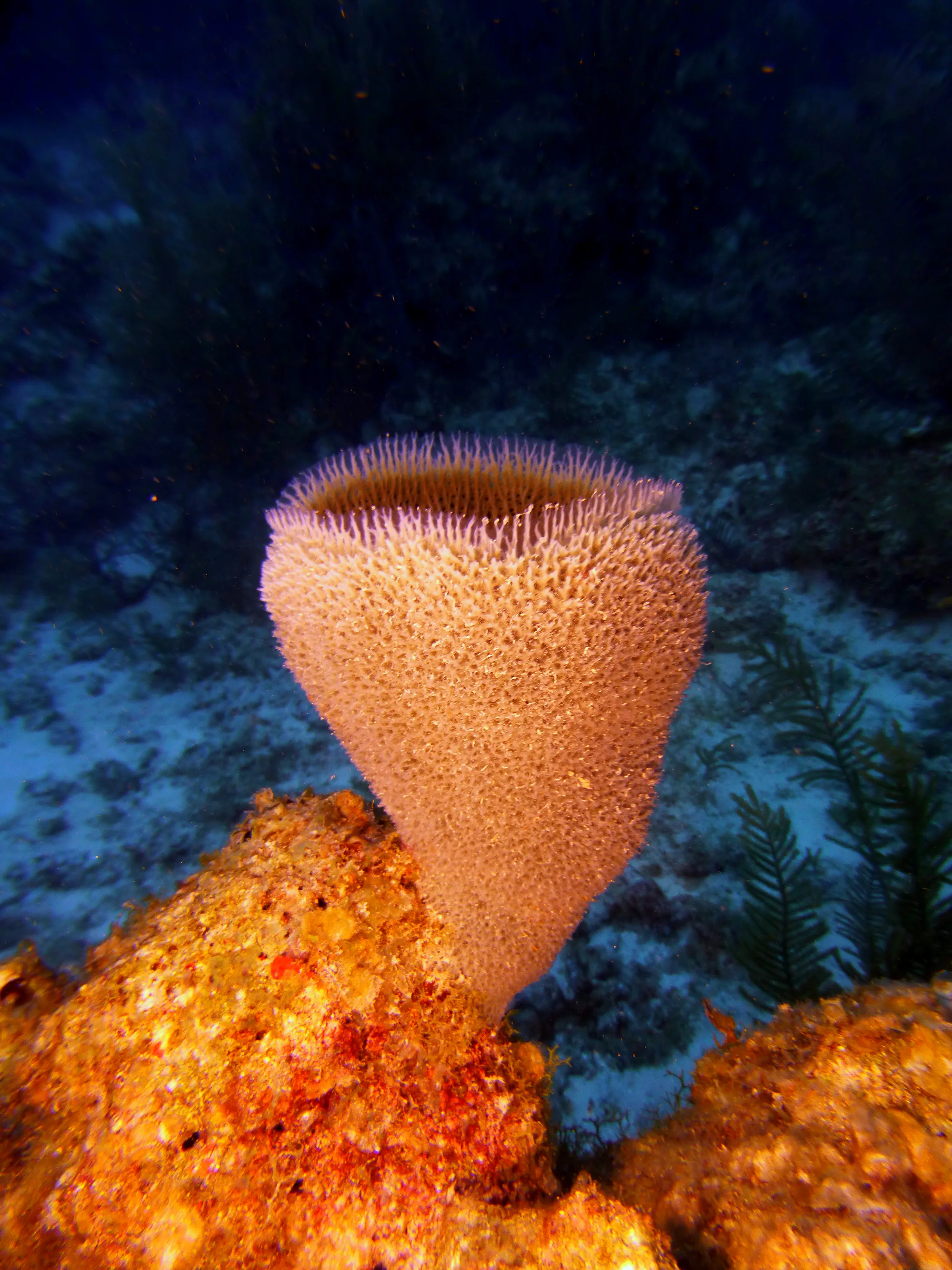 Vase Sponge, Belize, 2017