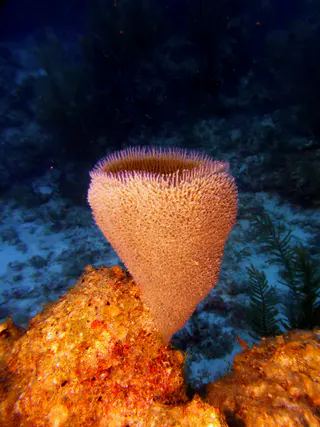 Underwater photograph by Joel Bergsma