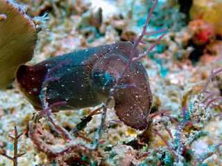 Underwater photograph by Joel Bergsma