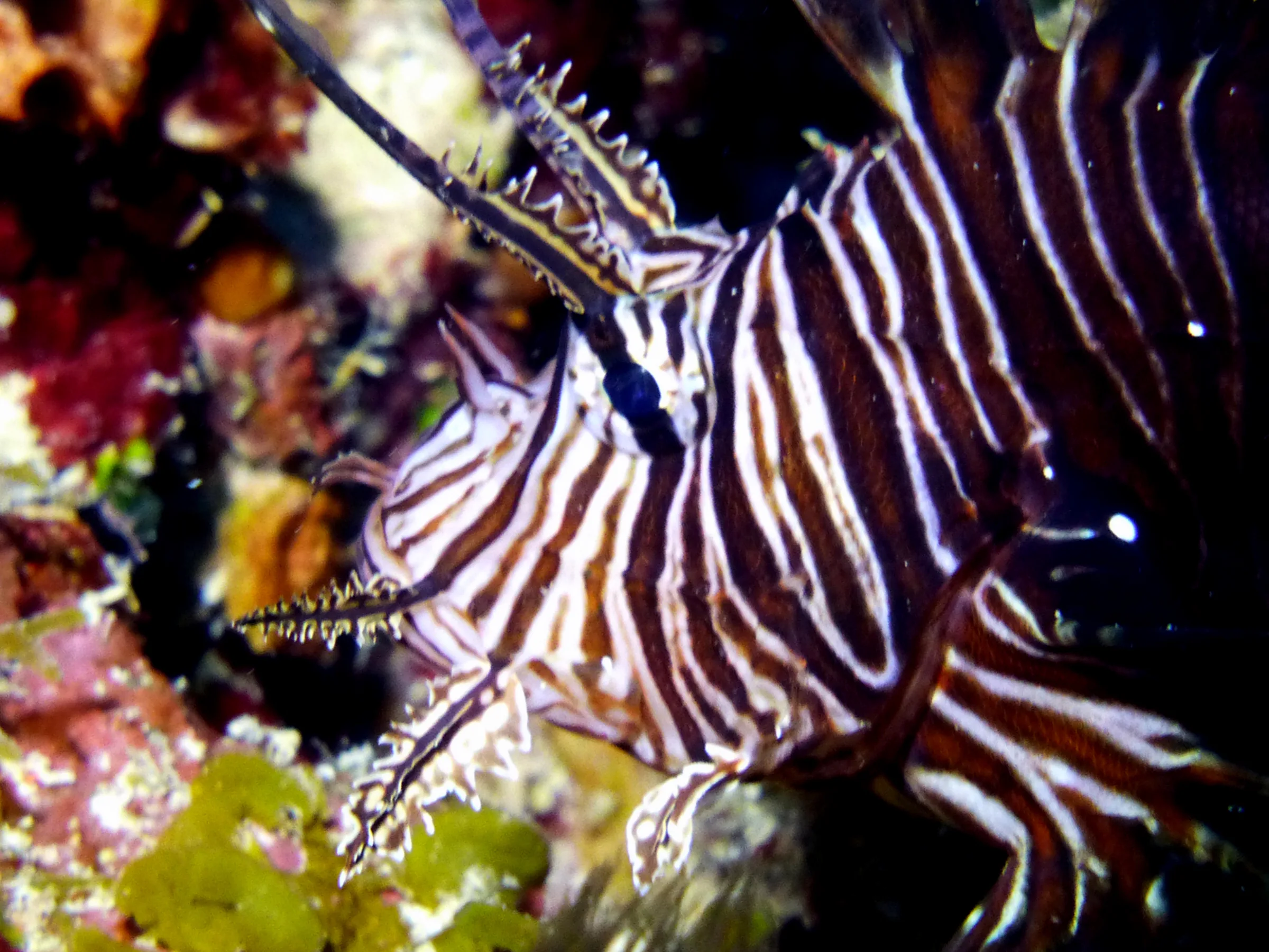 Lionfish, Bonaire, 2013