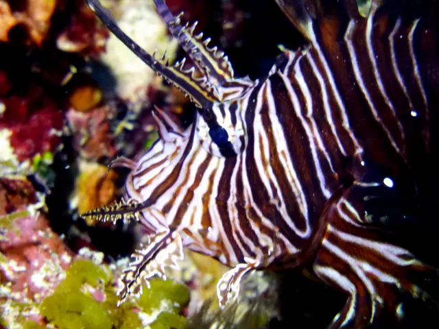 Underwater photograph by Joel Bergsma