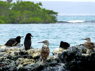 Blue Footed Booby & Tropical Penguins