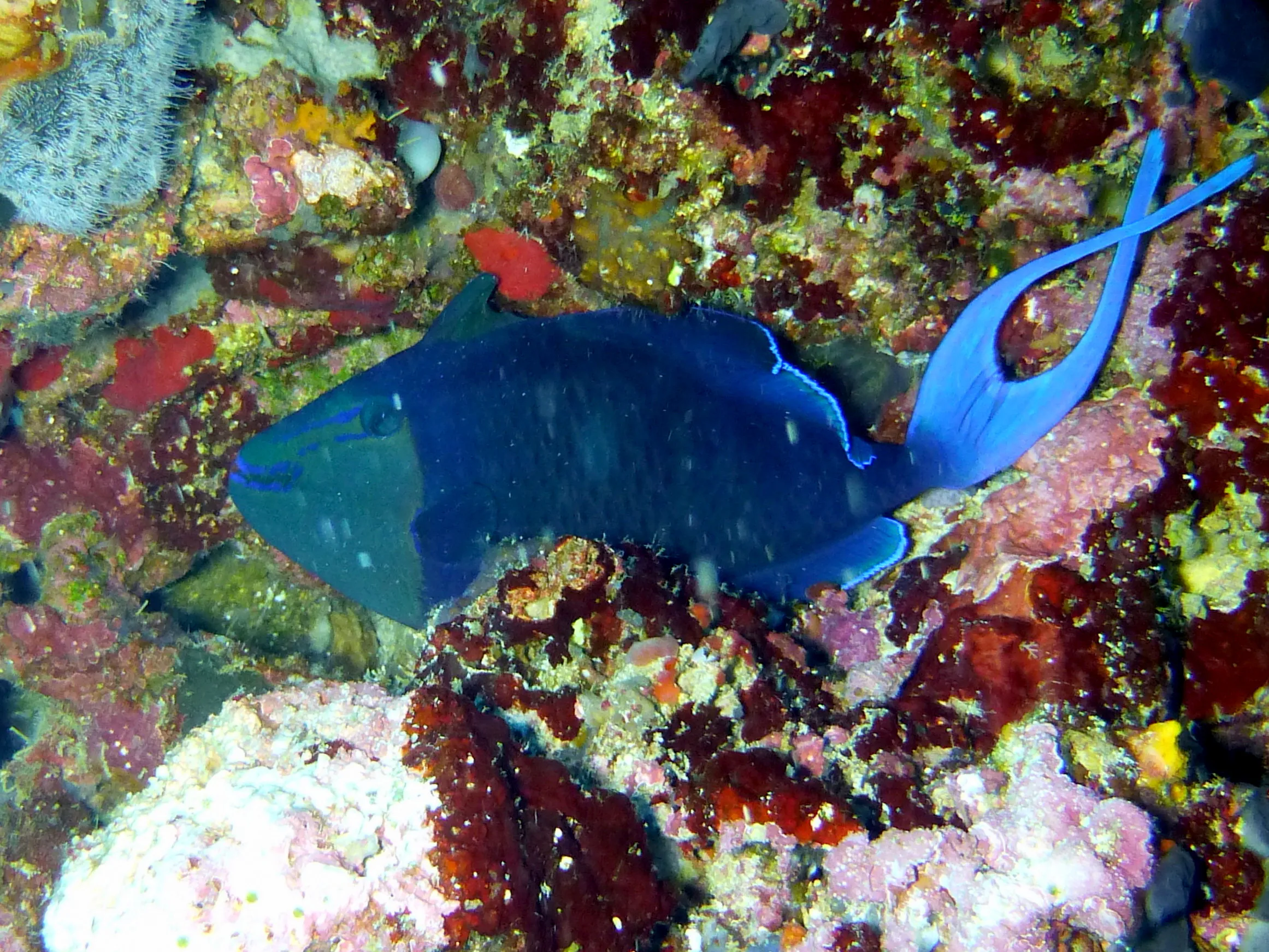 Triggerfish, Philippines, 2014