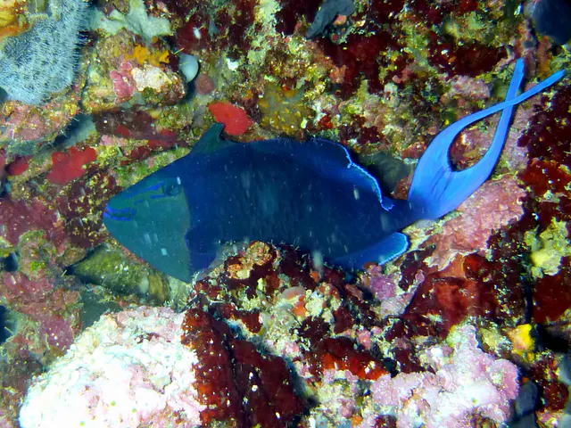 Underwater photograph by Joel Bergsma