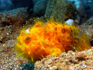 Underwater photograph by Joel Bergsma