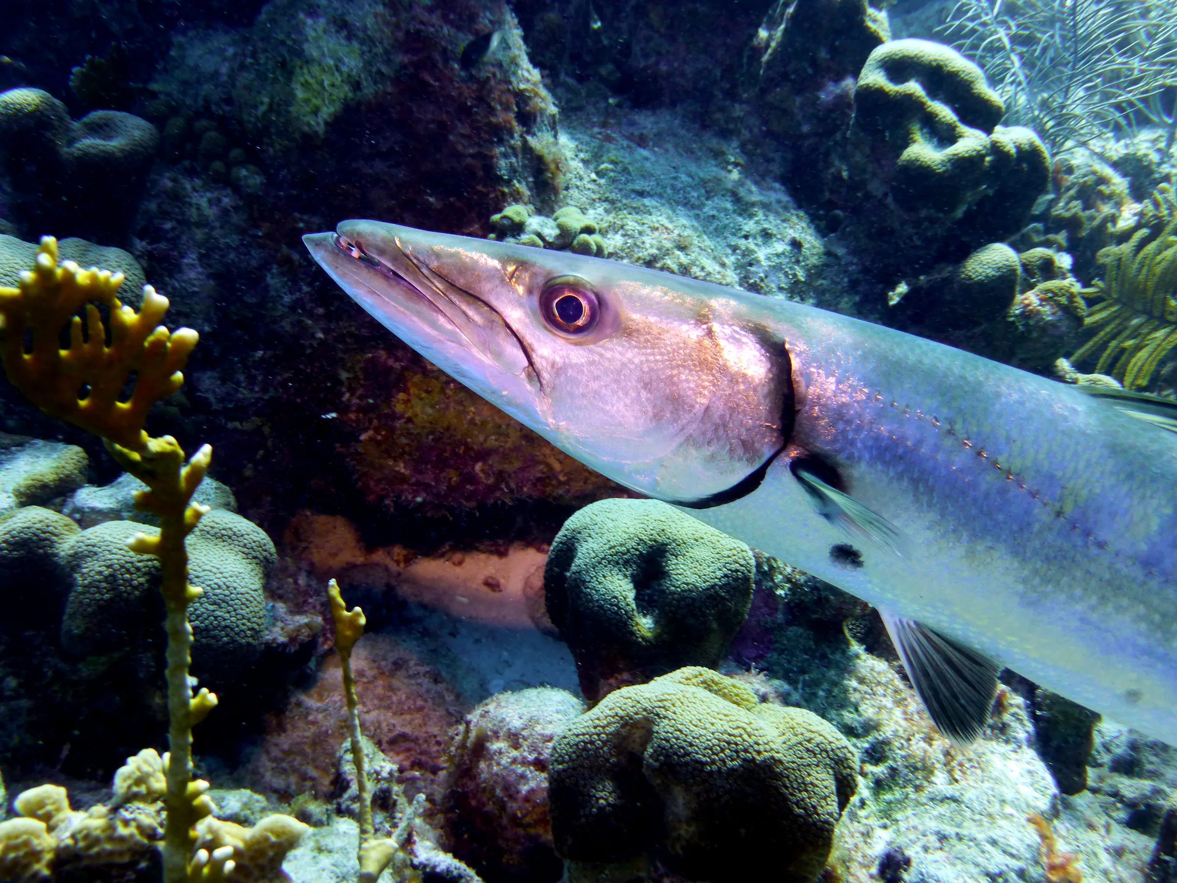 Barracuda, Bonaire, 2013