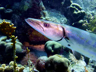 Underwater photograph by Joel Bergsma