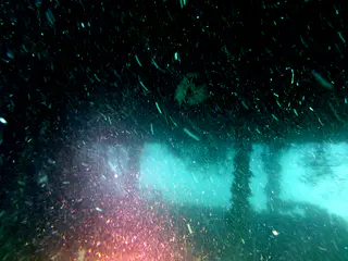 Underwater photograph by Joel Bergsma