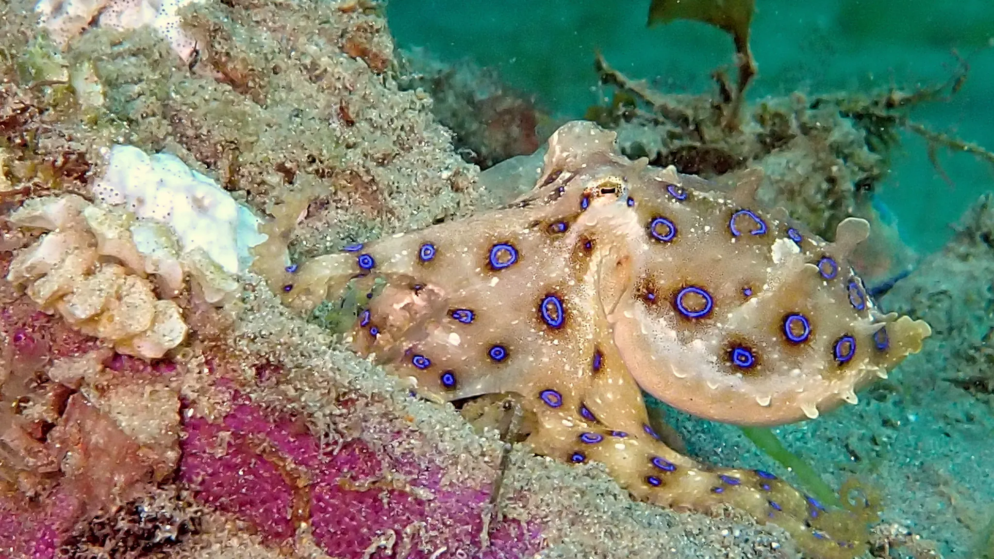 Philippines underwater photograph, 2024