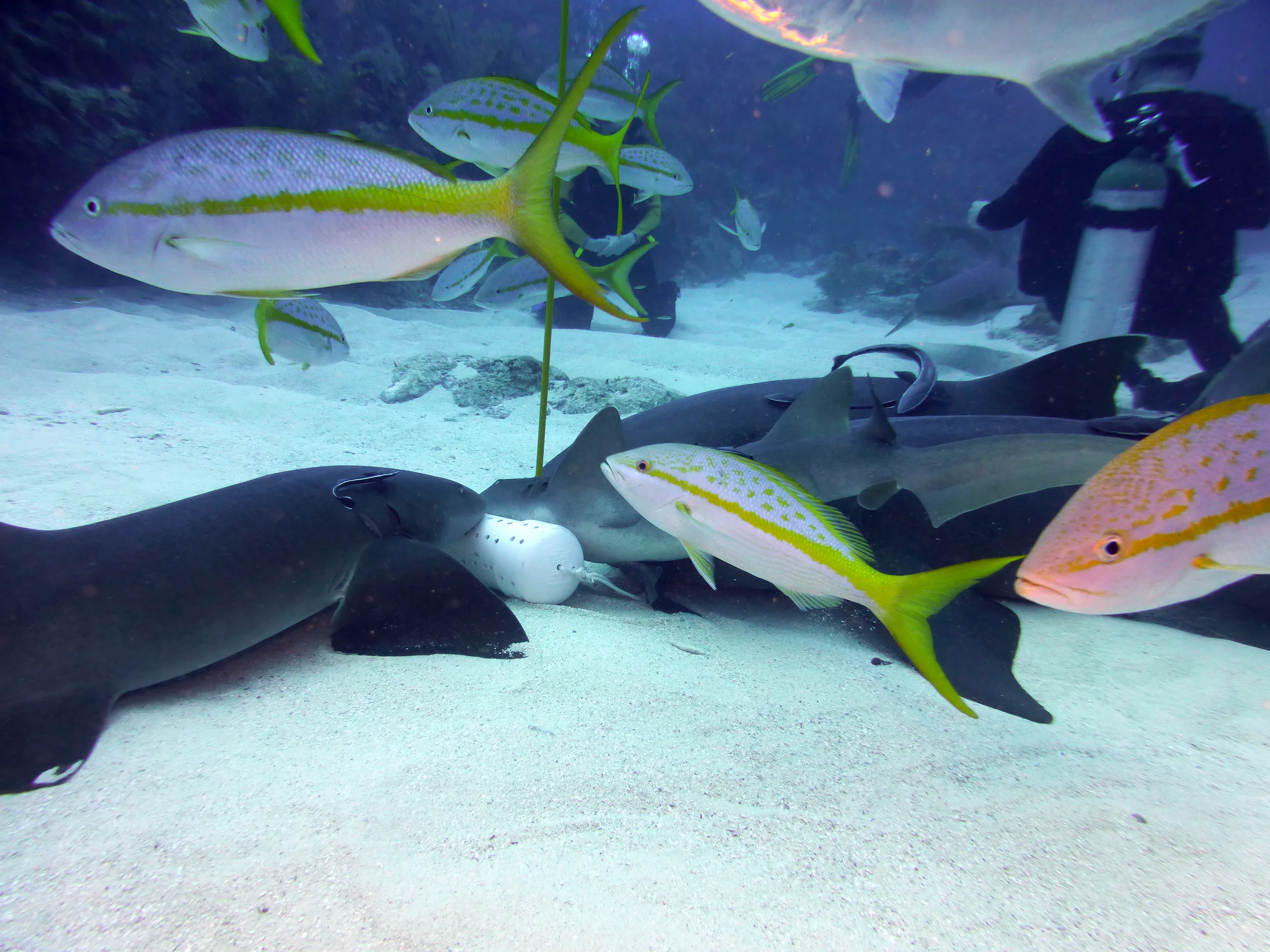 Nurse Shark, Belize, 2017