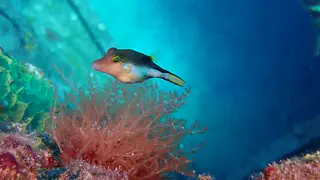 Underwater photograph by Joel Bergsma