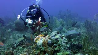 Underwater photograph by Joel Bergsma