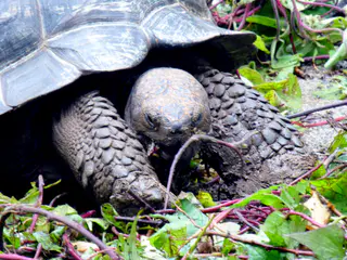 A Giant Tortoise feeds at the tortoise reserve on Floreana.