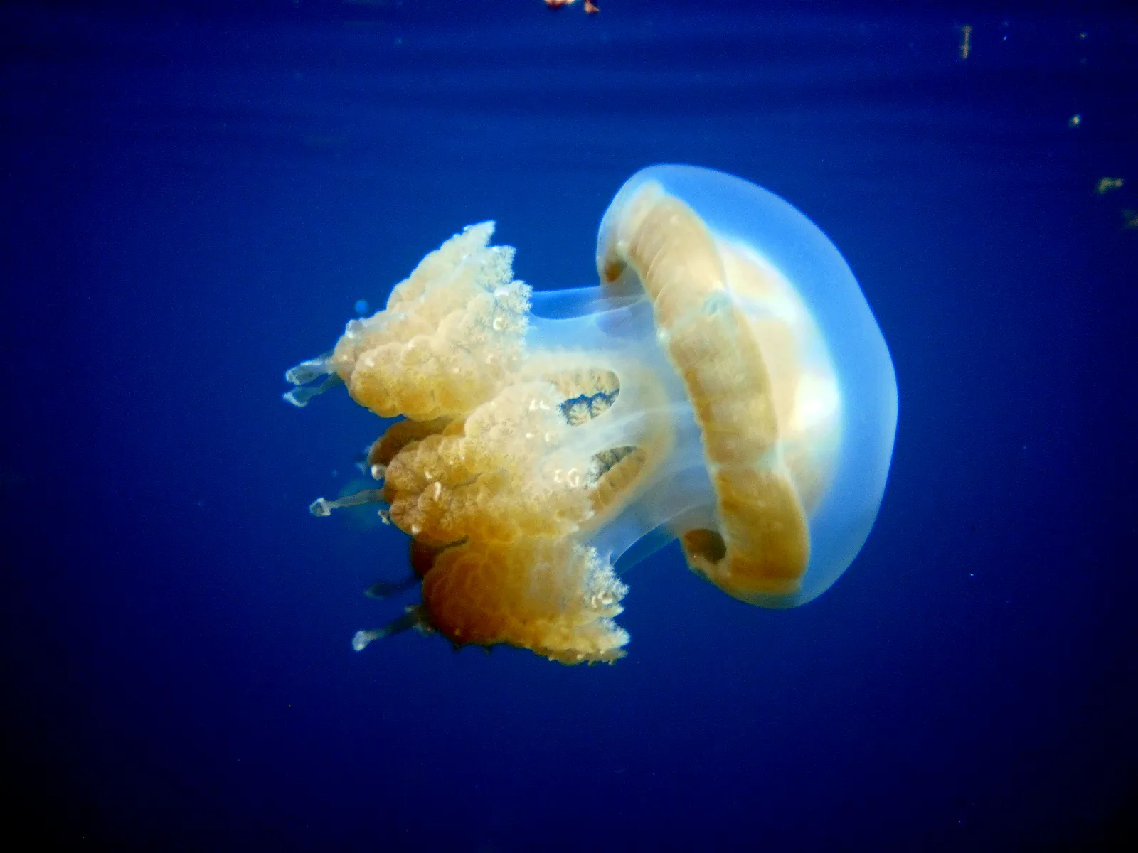 Golden Jellyfish.