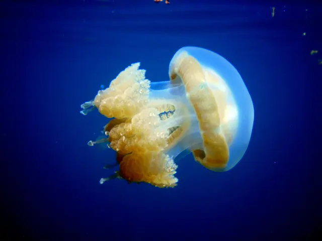 Golden Jellyfish.