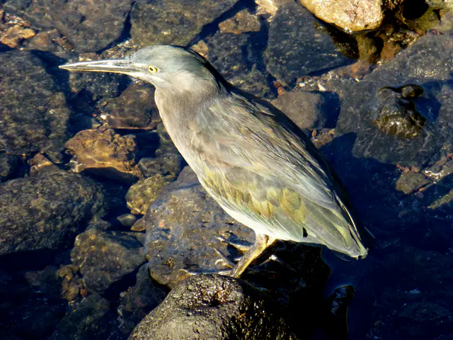 Lava Heron.
