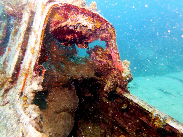 Underwater photograph by Joel Bergsma