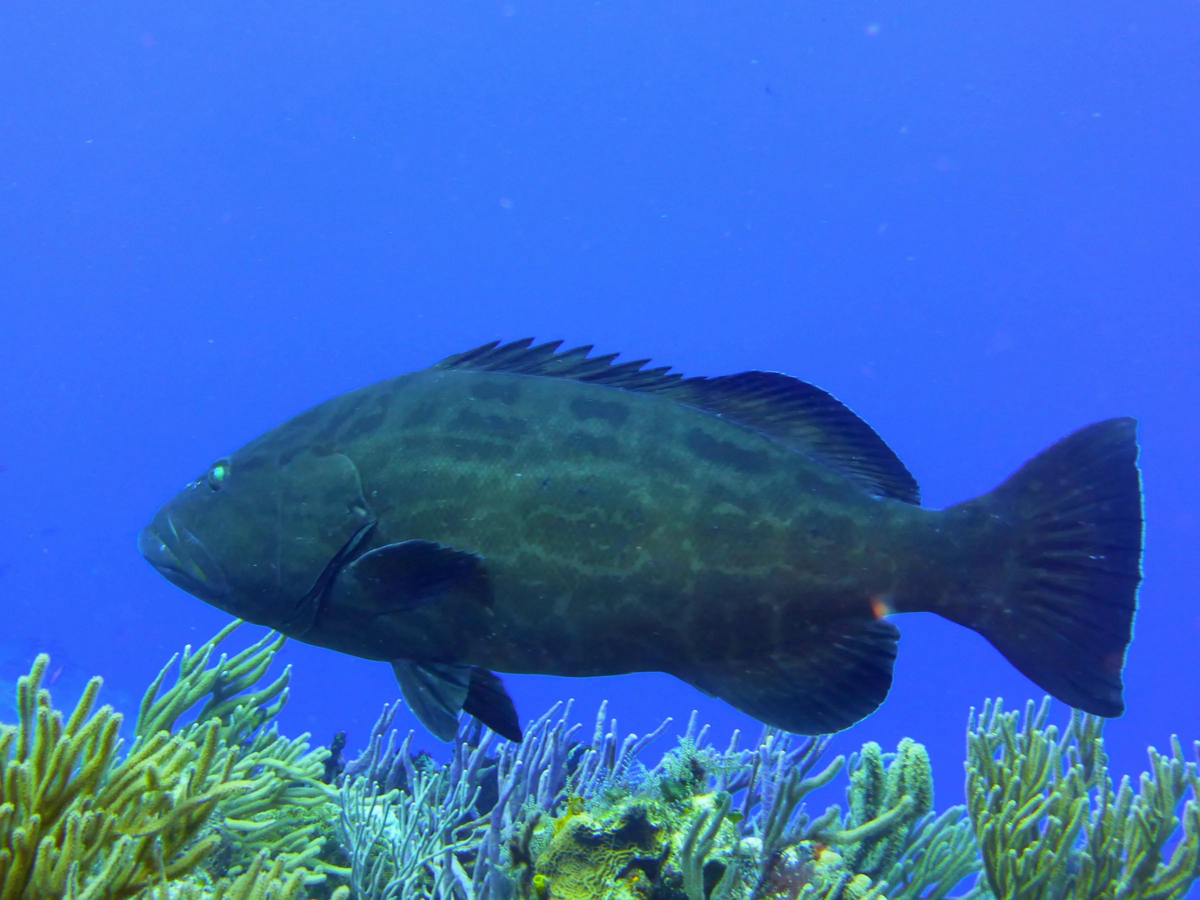 Black Grouper, Cozumel, 2013
