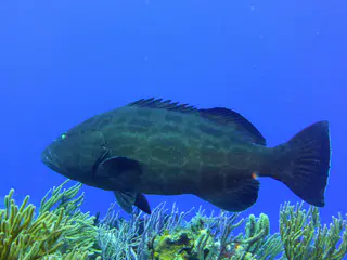 Underwater photograph by Joel Bergsma