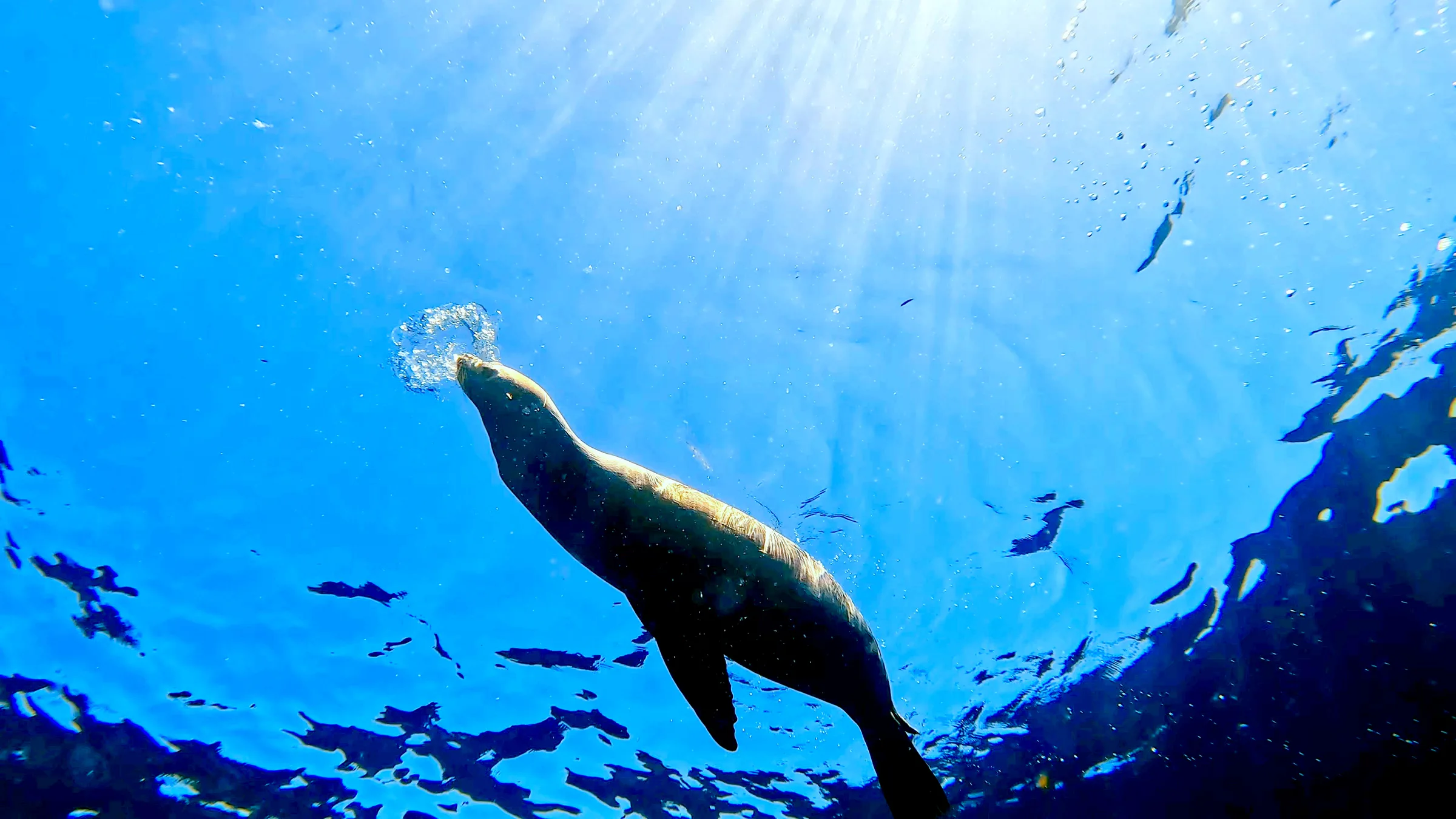 Sea of Cortez underwater photograph, 2023