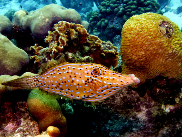 Underwater photograph by Joel Bergsma