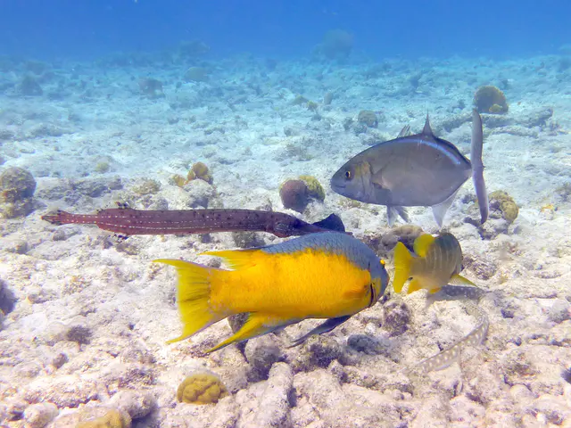 Underwater photograph by Joel Bergsma