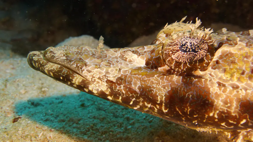Underwater photograph by Joel Bergsma
