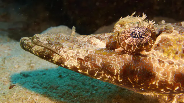 Underwater photograph by Joel Bergsma