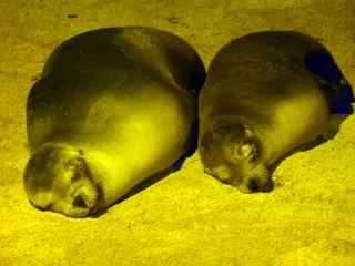 Sleeping sea lions - Puerto Baquerizo Moreno, San Cristobal Island.