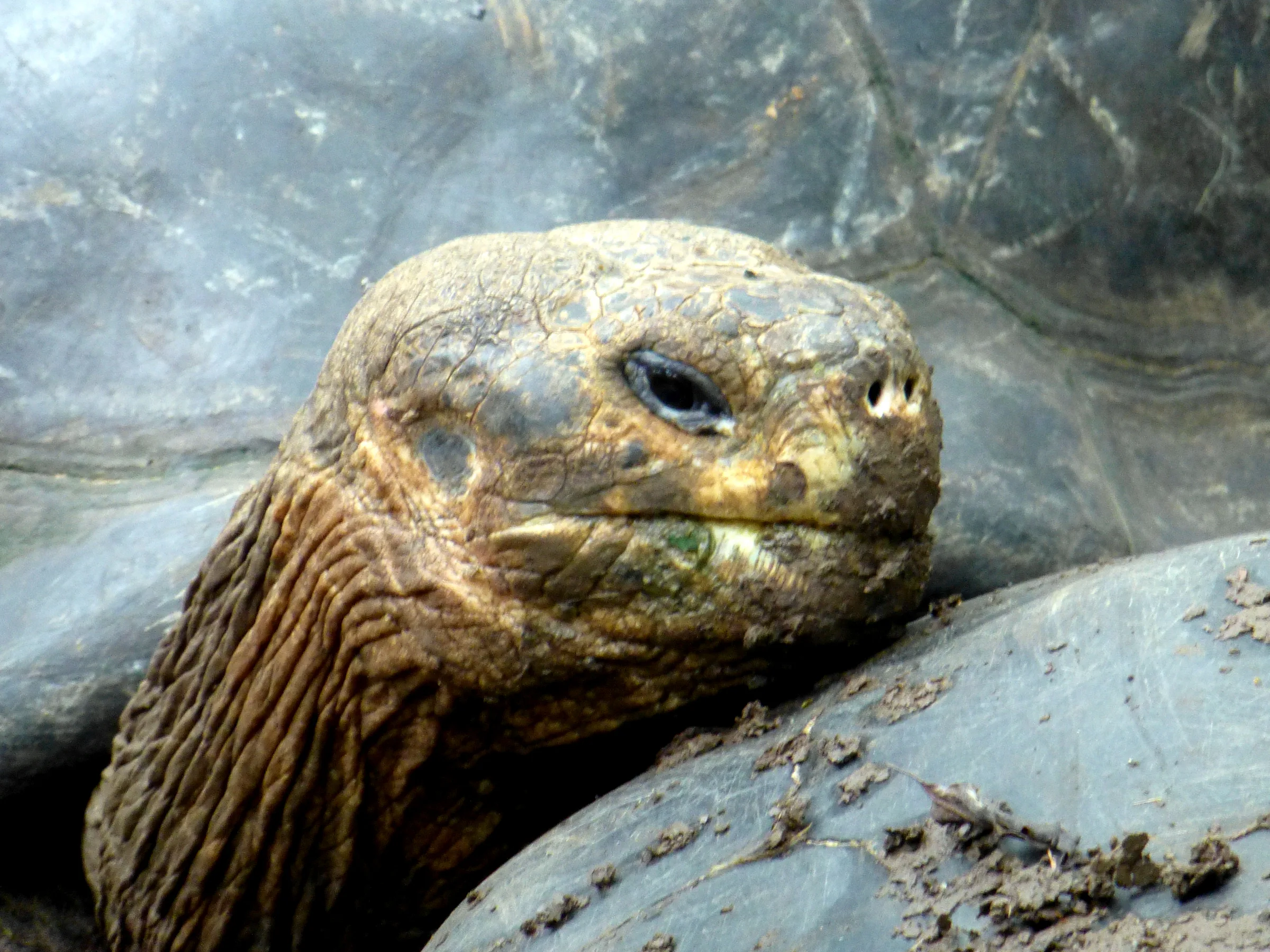 Giant Tortoise at the Floreana Tortoise Reserve