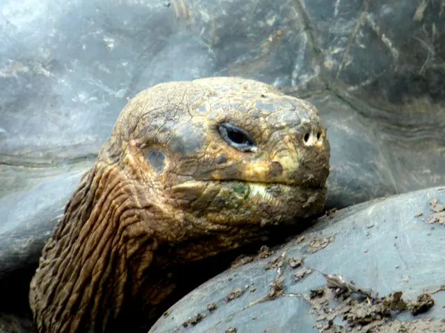 Giant Tortoise at the Floreana Tortoise Reserve