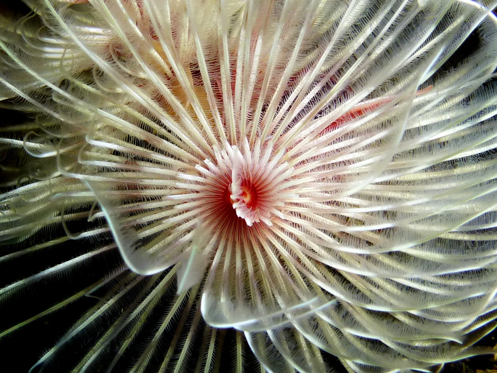 Feather Duster Worm, Philippines, 2014