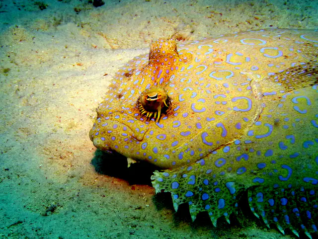 Underwater photograph by Joel Bergsma