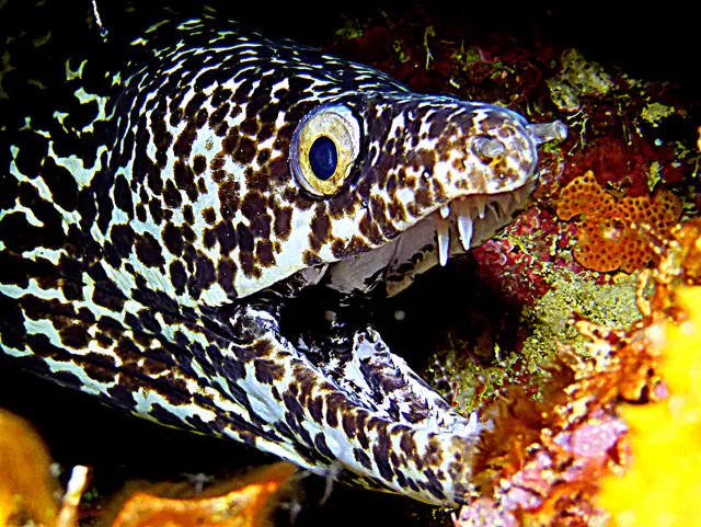 Underwater photograph by Joel Bergsma