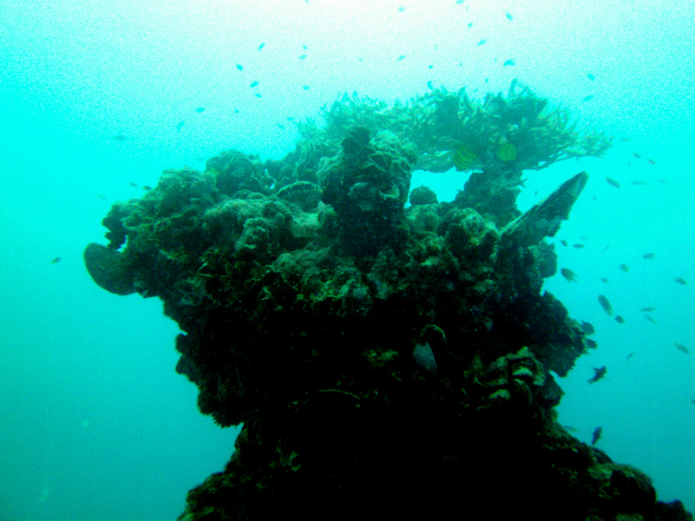 Photo taken on the Main deck of the WWII Wreck Nagisan Maru.