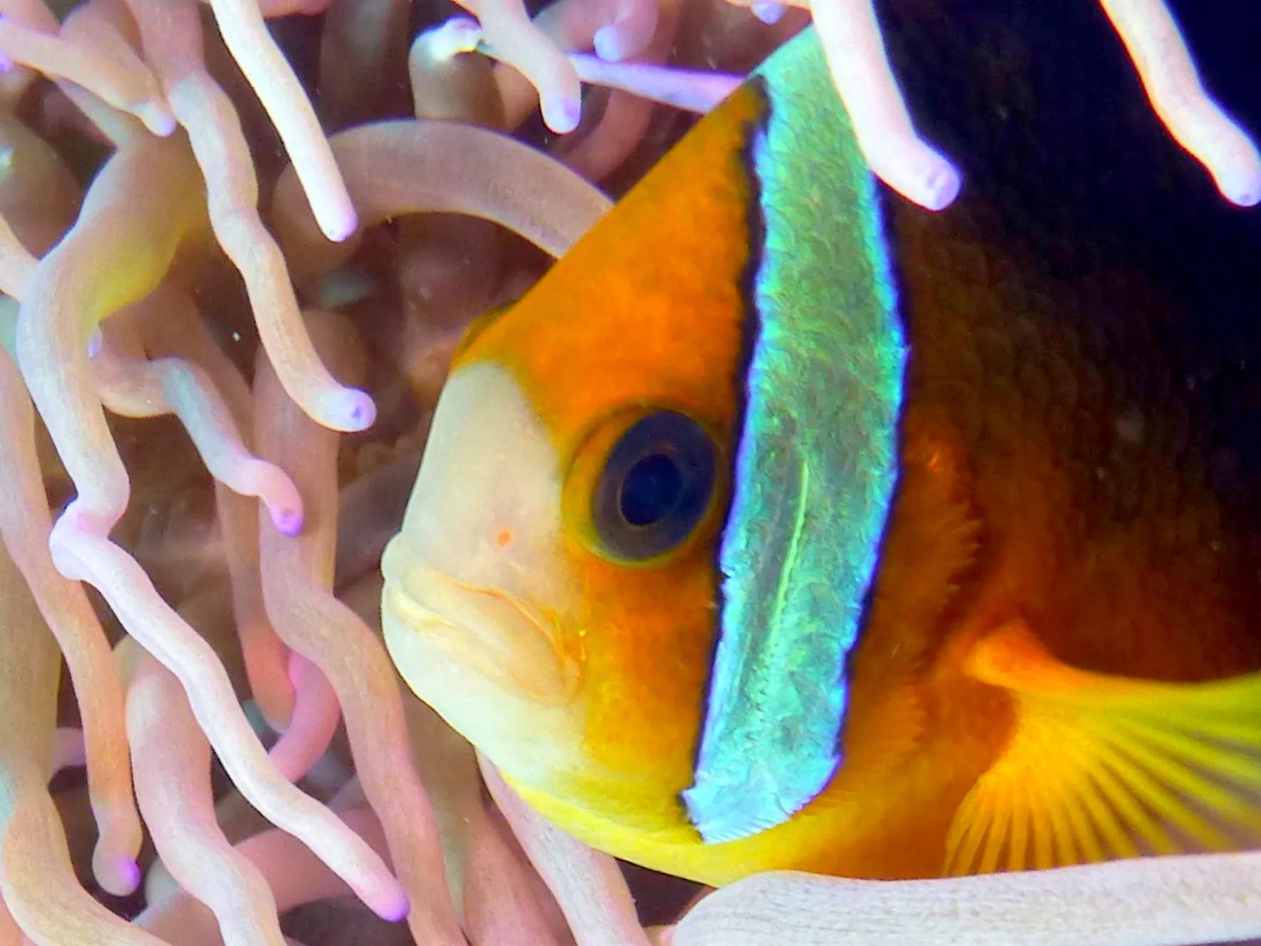 Anemonefish, Philippines, 2014