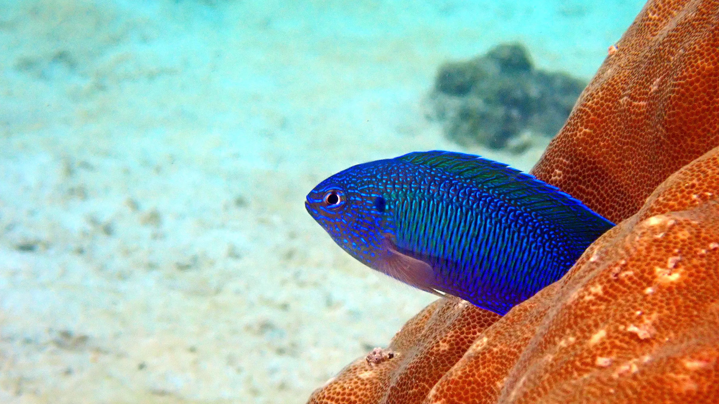 Palau underwater photograph, 2022