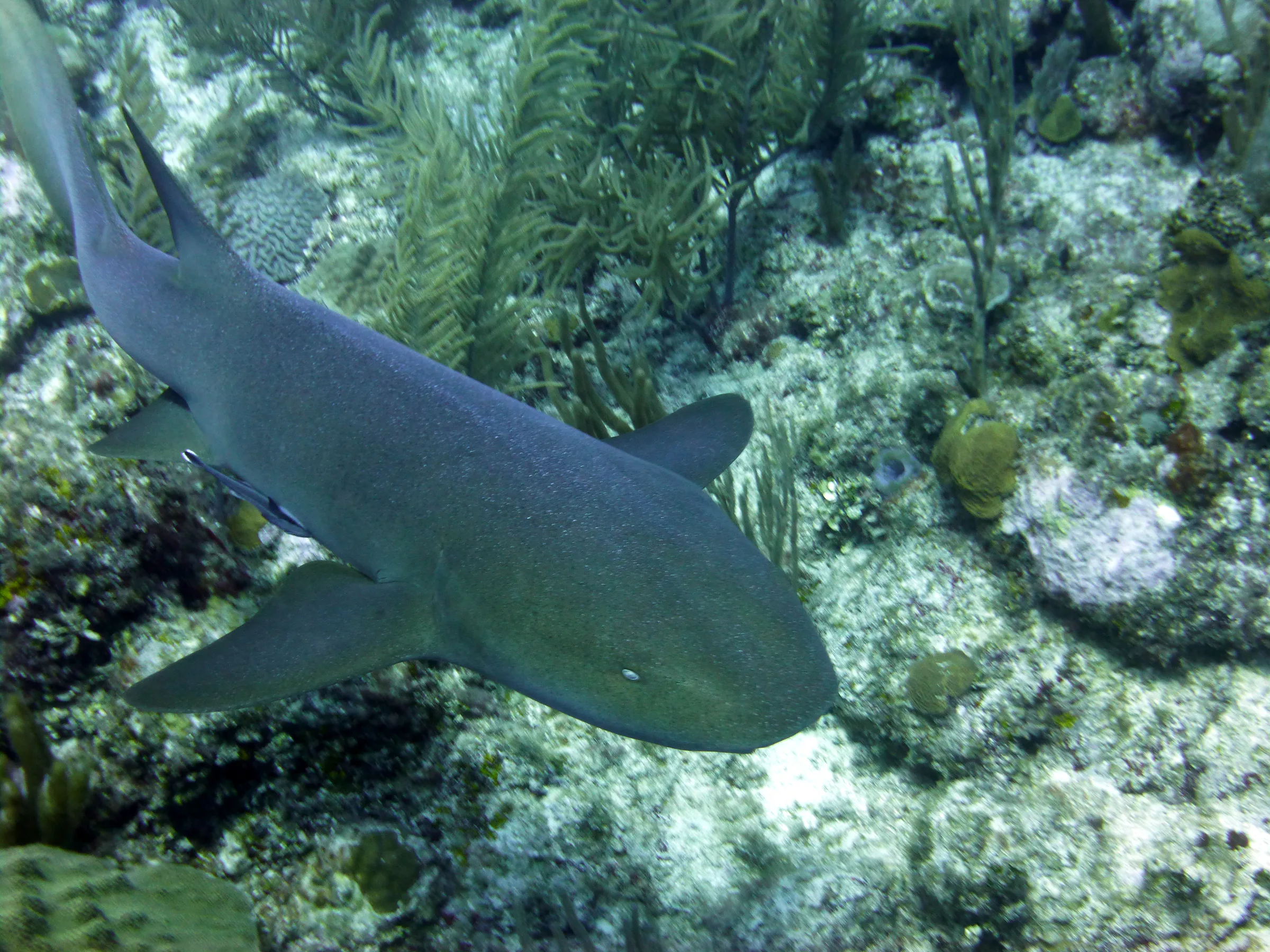Nurse Shark, Belize, 2017